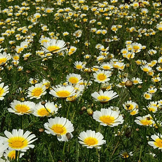 Daisy Seeds - Garland - Packet - Yellow/White Flower Seeds, Heirloom Seed Attracts Bees, Attracts Butterflies, Attracts Pollinators, Easy to Grow & Maintain, Extended Bloom Time, Fast Growing