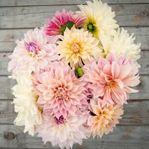 dahlia bulbs (dinnerplate) – celestial mix – 9 bulbs – mixed flower bulbs, tuber attracts bees, attracts butterflies, attracts pollinators, easy to grow & maintain, fast growing, cut flower garden
