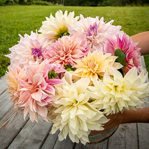 Dahlia Bulbs (Dinnerplate) - Celestial Mix - 9 Bulbs - Mixed Flower Bulbs, Tuber Attracts Bees, Attracts Butterflies, Attracts Pollinators, Easy to Grow & Maintain, Fast Growing, Cut Flower Garden