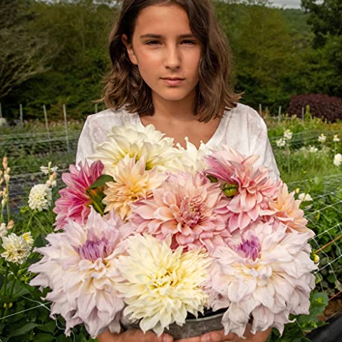 Dahlia Bulbs (Dinnerplate) - Celestial Mix - 9 Bulbs - Mixed Flower Bulbs, Tuber Attracts Bees, Attracts Butterflies, Attracts Pollinators, Easy to Grow & Maintain, Fast Growing, Cut Flower Garden