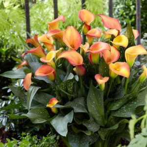 calla lily bulbs – morning sun – 2 bulbs – orange/yellow flower bulbs, bulb attracts bees, attracts pollinators, easy to grow & maintain, fragrant, container garden