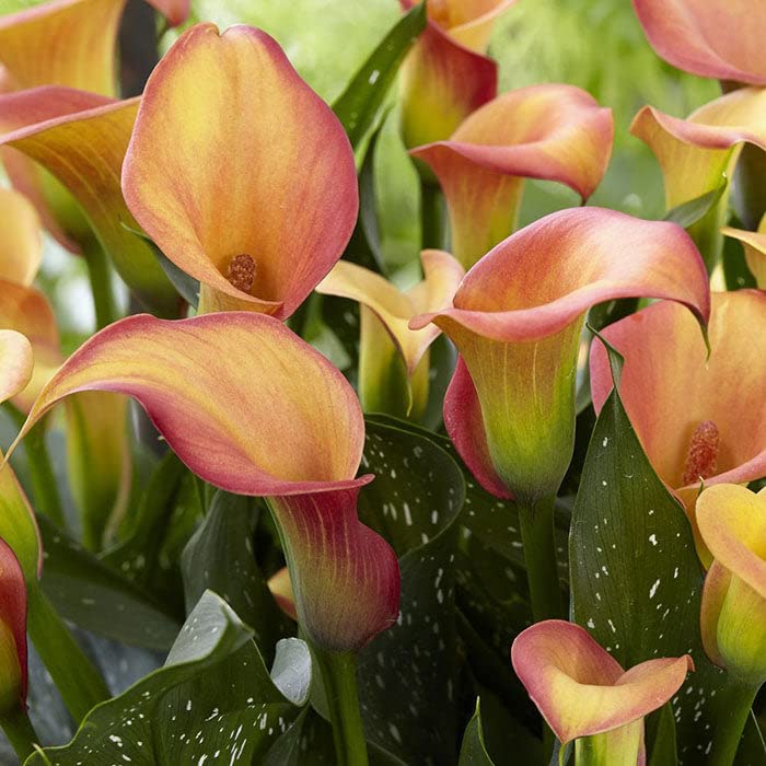 Calla Lily Bulbs - Morning Sun - 2 Bulbs - Orange/Yellow Flower Bulbs, Bulb Attracts Bees, Attracts Pollinators, Easy to Grow & Maintain, Fragrant, Container Garden