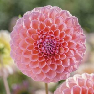 dahlia bulbs (ball) – linda’s baby – 8 bulbs – pink/orange flower bulbs, tuber attracts bees, attracts butterflies, attracts pollinators, easy to grow & maintain, fast growing, cut flower garden