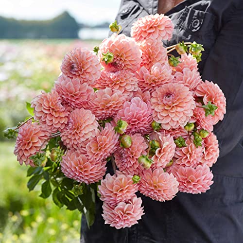 Dahlia Bulbs (Ball) - Linda's Baby - 8 Bulbs - Pink/Orange Flower Bulbs, Tuber Attracts Bees, Attracts Butterflies, Attracts Pollinators, Easy to Grow & Maintain, Fast Growing, Cut Flower Garden