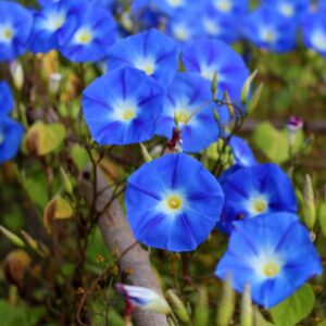 morning glory seeds – heavenly blue – 5 pounds – blue/yellow flower seeds, heirloom seed, open pollinated seed attracts bees, attracts butterflies, attracts hummingbirds, attracts pollinators, easy