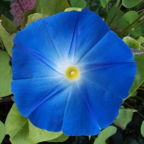 Morning Glory Seeds - Heavenly Blue - 5 Pounds - Blue/Yellow Flower Seeds, Heirloom Seed, Open Pollinated Seed Attracts Bees, Attracts Butterflies, Attracts Hummingbirds, Attracts Pollinators, Easy