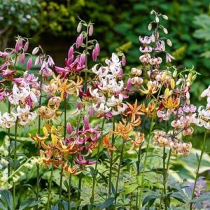 lily bulbs – martagon mix – 12 bulbs – mixed flower bulbs, bulb attracts bees, attracts butterflies, attracts pollinators, easy to grow & maintain, fragrant, cut flower garden