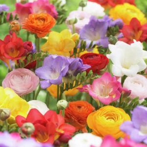 ranunculus & freesia mix – 100 bulbs – mixed flower bulbs, corm attracts bees, attracts pollinators, easy to grow & maintain, fragrant, container garden