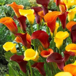 calla lily bulbs – hot mix – bag of 25, mid summer/mixed red/orange/yellow flowers