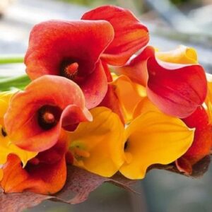 Calla Lily Bulbs - Hot Mix - Bag of 25, Mid Summer/Mixed Red/Orange/Yellow Flowers