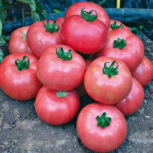 tomato seeds – bradley – 1/4 pound – vegetable seeds, heirloom seed easy to grow & maintain, fast growing, culinary