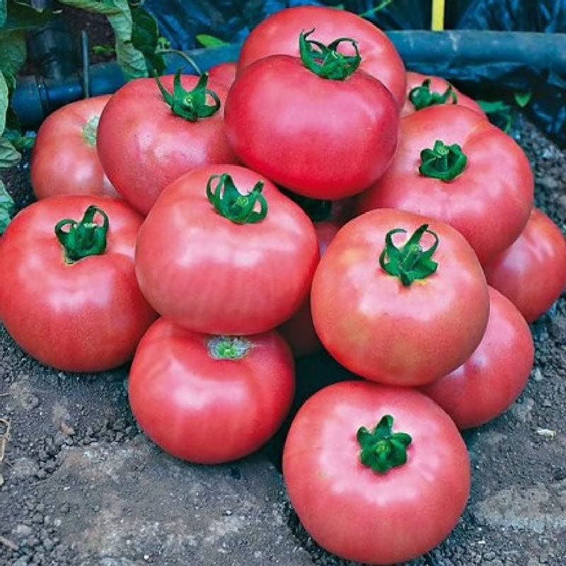 Tomato Seeds - Bradley - 1/4 Pound - Vegetable Seeds, Heirloom Seed Easy to Grow & Maintain, Fast Growing, Culinary