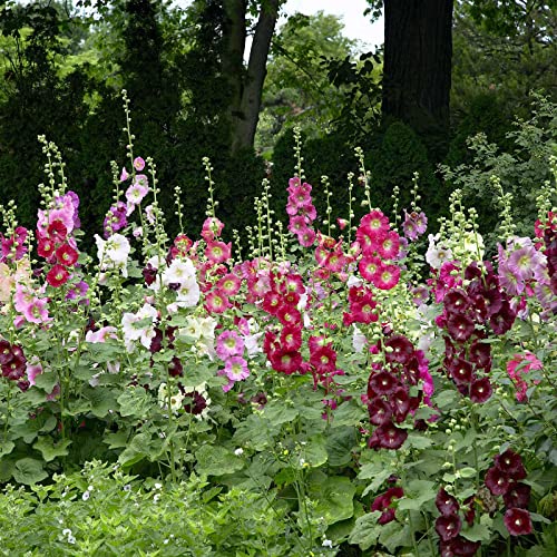 Hollyhock Seeds - Indian Spring Mix - 1 Pound - Purple/Pink/White Flower Seeds, Heirloom Seed Attracts Bees, Attracts Butterflies, Attracts Hummingbirds, Attracts Pollinators