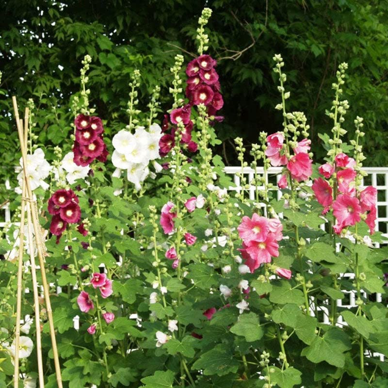 Hollyhock Seeds - Indian Spring Mix - 1 Pound - Purple/Pink/White Flower Seeds, Heirloom Seed Attracts Bees, Attracts Butterflies, Attracts Hummingbirds, Attracts Pollinators