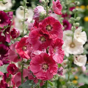 Hollyhock Seeds - Indian Spring Mix - 1 Pound - Purple/Pink/White Flower Seeds, Heirloom Seed Attracts Bees, Attracts Butterflies, Attracts Hummingbirds, Attracts Pollinators