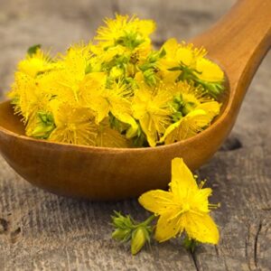 st. johns wort seeds – 1/4 pound – herb seeds, open pollinated seed attracts bees, attracts pollinators, ground cover