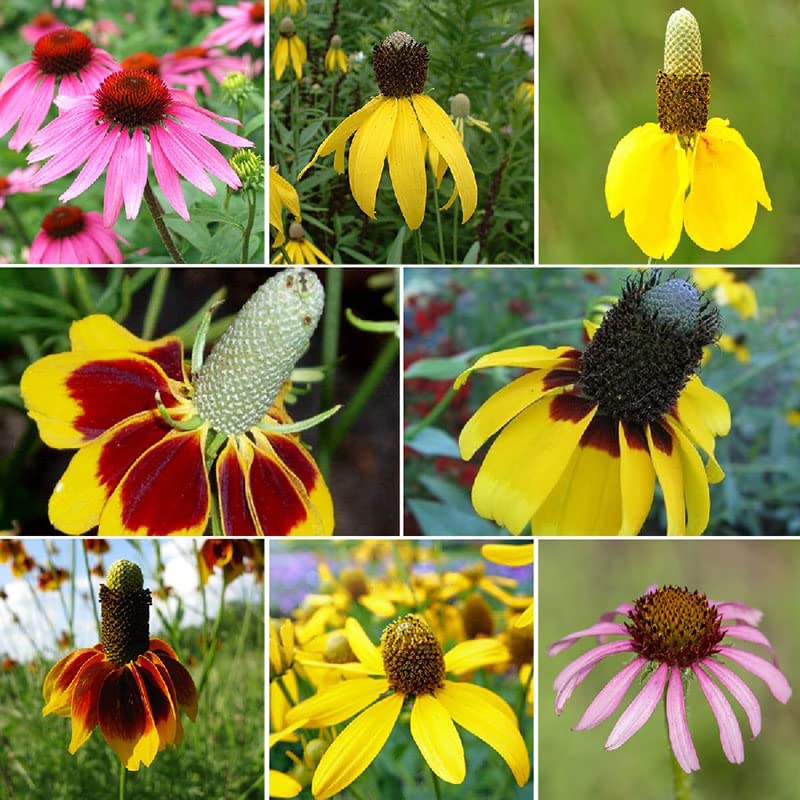 Conehead - Coneflower Seed Mix - 1 Pound - Mixed Wildflower Seeds, Attracts Bees, Attracts Butterflies, Attracts Hummingbirds, Attracts Pollinators, Easy to Grow & Maintain, Cut Flower Garden