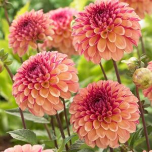 dahlia bulbs (ball) – bonanza – 8 bulbs – orange/pink flower bulbs, tuber attracts bees, attracts butterflies, attracts pollinators, easy to grow & maintain, fast growing, cut flower garden