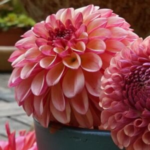 Dahlia Bulbs (Ball) - Bonanza - 8 Bulbs - Orange/Pink Flower Bulbs, Tuber Attracts Bees, Attracts Butterflies, Attracts Pollinators, Easy to Grow & Maintain, Fast Growing, Cut Flower Garden