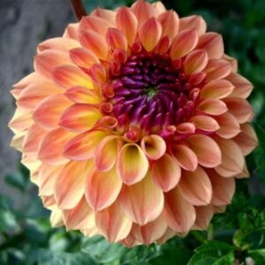 Dahlia Bulbs (Ball) - Bonanza - 8 Bulbs - Orange/Pink Flower Bulbs, Tuber Attracts Bees, Attracts Butterflies, Attracts Pollinators, Easy to Grow & Maintain, Fast Growing, Cut Flower Garden