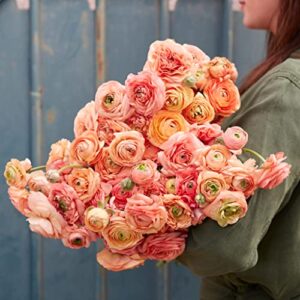 ranunculus bulbs – amandine salmon – 40 bulbs – pink flower bulbs, corm attracts bees, attracts pollinators, easy to grow & maintain, fragrant, container garden