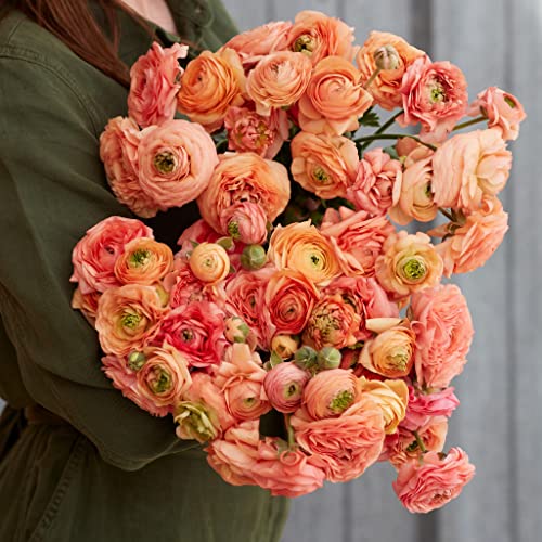 Ranunculus Bulbs - Amandine Salmon - 40 Bulbs - Pink Flower Bulbs, Corm Attracts Bees, Attracts Pollinators, Easy to Grow & Maintain, Fragrant, Container Garden