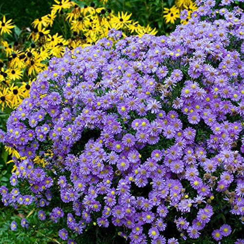 Aster Roots - Purple Dome - 6 Roots - Purple Flower Bulbs, Root Attracts Bees, Attracts Butterflies, Attracts Pollinators, Easy to Grow & Maintain, Extended Bloom Time, Fast Growing, Border