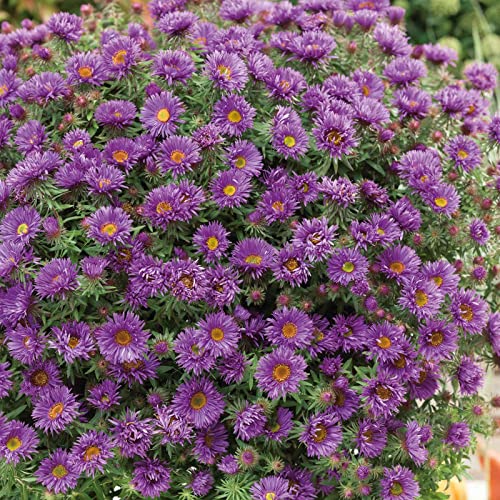 Aster Roots - Purple Dome - 6 Roots - Purple Flower Bulbs, Root Attracts Bees, Attracts Butterflies, Attracts Pollinators, Easy to Grow & Maintain, Extended Bloom Time, Fast Growing, Border