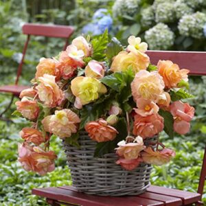 Begonia Tubers - Splendide Ballerina - 9 Tubers - Mixed Flower Bulbs, Tuber Attracts Pollinators, Easy to Grow & Maintain, Fast Growing, Container Garden