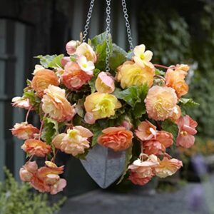 Begonia Tubers - Splendide Ballerina - 9 Tubers - Mixed Flower Bulbs, Tuber Attracts Pollinators, Easy to Grow & Maintain, Fast Growing, Container Garden