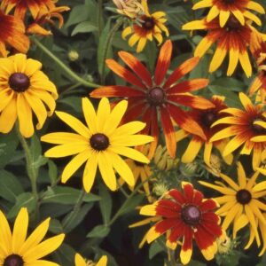 daisy seeds – gloriosa mix – 1 pound – yellow/orange flower seeds, heirloom seed attracts bees, attracts butterflies, attracts pollinators, easy to grow & maintain, extended bloom time, fast