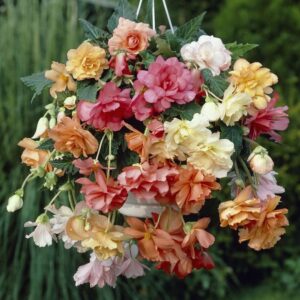 begonia tubers – hanging basket pastel mix – 25 tubers – mixed flower bulbs, tuber attracts bees, attracts pollinators, easy to grow & maintain, fast growing, container garden