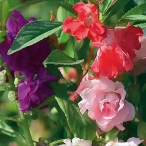 impatiens seeds – camelia flowered mixed – 1 pound – pink/purple/red flower seeds, heirloom seed attracts bees, attracts butterflies, attracts pollinators, easy to grow & maintain, container garden
