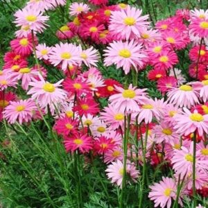 daisy seeds (painted) – robinsons giant mix – 1/4 pound – pink flower seeds, attracts bees, attracts butterflies, attracts pollinators, easy to grow & maintain, extended bloom time, fast growing