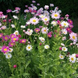 Daisy Seeds (Painted) - Robinsons Giant Mix - 1/4 Pound - Pink Flower Seeds, Attracts Bees, Attracts Butterflies, Attracts Pollinators, Easy to Grow & Maintain, Extended Bloom Time, Fast Growing