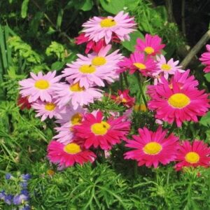 Daisy Seeds (Painted) - Robinsons Giant Mix - 1/4 Pound - Pink Flower Seeds, Attracts Bees, Attracts Butterflies, Attracts Pollinators, Easy to Grow & Maintain, Extended Bloom Time, Fast Growing