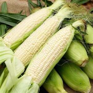corn seeds – stowells evergreen – 5 pounds – vegetable seeds, heirloom seed fast growing, culinary