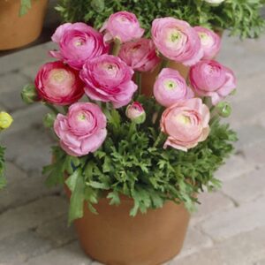 ranunculus bulbs – pink – 100 bulbs – pink flower bulbs, corm attracts bees, attracts pollinators, easy to grow & maintain, fragrant, container garden