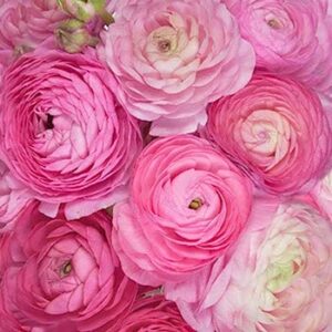 Ranunculus Bulbs - Pink - 100 Bulbs - Pink Flower Bulbs, Corm Attracts Bees, Attracts Pollinators, Easy to Grow & Maintain, Fragrant, Container Garden