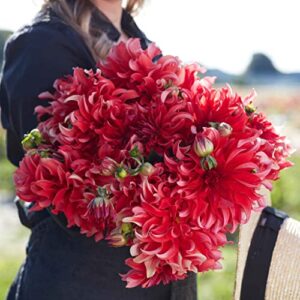 dahlia bulbs (dinnerplate) – red labyrinth – 4 bulbs – red flower bulbs, tuber attracts pollinators, easy to grow & maintain, fast growing, cut flower garden