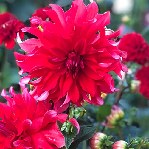 Dahlia Bulbs (Dinnerplate) - Red Labyrinth - 4 Bulbs - Red Flower Bulbs, Tuber Attracts Pollinators, Easy to Grow & Maintain, Fast Growing, Cut Flower Garden