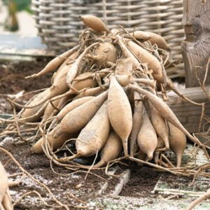 Dahlia Bulbs (Dinnerplate) - Red Labyrinth - 4 Bulbs - Red Flower Bulbs, Tuber Attracts Pollinators, Easy to Grow & Maintain, Fast Growing, Cut Flower Garden