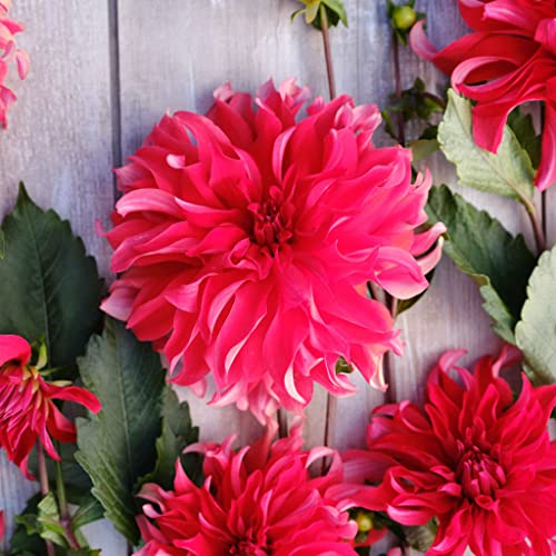 Dahlia Bulbs (Dinnerplate) - Red Labyrinth - 4 Bulbs - Red Flower Bulbs, Tuber Attracts Pollinators, Easy to Grow & Maintain, Fast Growing, Cut Flower Garden