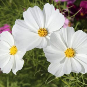 Cosmos Seeds - Purity - Packet - White Flower Seeds, Open Pollinated Seed Attracts Bees, Attracts Butterflies, Attracts Hummingbirds, Attracts Pollinators, Easy to Grow & Maintain, Extended Bloom