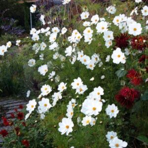 Cosmos Seeds - Purity - Packet - White Flower Seeds, Open Pollinated Seed Attracts Bees, Attracts Butterflies, Attracts Hummingbirds, Attracts Pollinators, Easy to Grow & Maintain, Extended Bloom