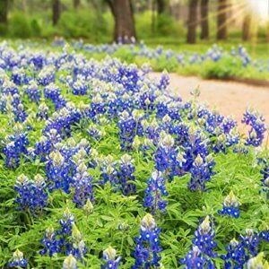 texas bluebonnet seeds – 1 pound – blue flower seeds, heirloom seed attracts bees, attracts butterflies, attracts hummingbirds, attracts pollinators, easy to grow & maintain, fragrant, container