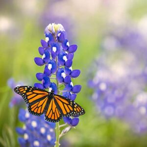 Texas Bluebonnet Seeds - 1 Pound - Blue Flower Seeds, Heirloom Seed Attracts Bees, Attracts Butterflies, Attracts Hummingbirds, Attracts Pollinators, Easy to Grow & Maintain, Fragrant, Container