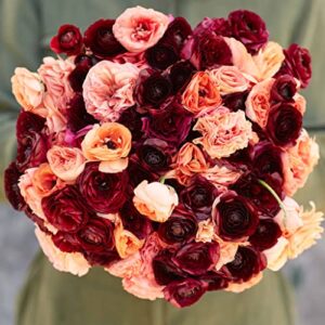 Ranunculus Bulbs - Princess Bride Mix - 100 Bulbs - Mixed Flower Bulbs, Corm Attracts Bees, Attracts Pollinators, Easy to Grow & Maintain, Fragrant, Container Garden