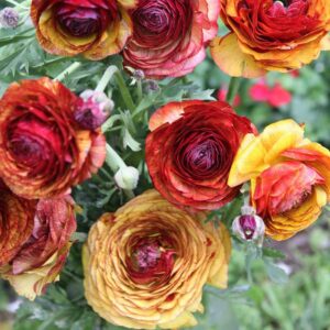 ranunculus bulbs – cafe – 100 bulbs – red flower bulbs, corm attracts bees, attracts pollinators, easy to grow & maintain, fragrant, container garden