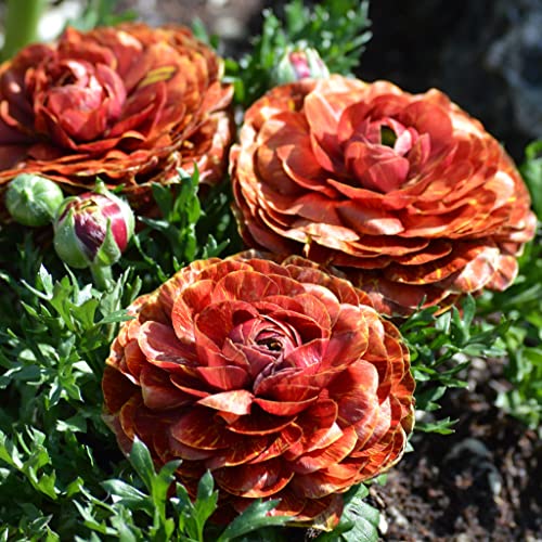 Ranunculus Bulbs - Cafe - 100 Bulbs - Red Flower Bulbs, Corm Attracts Bees, Attracts Pollinators, Easy to Grow & Maintain, Fragrant, Container Garden